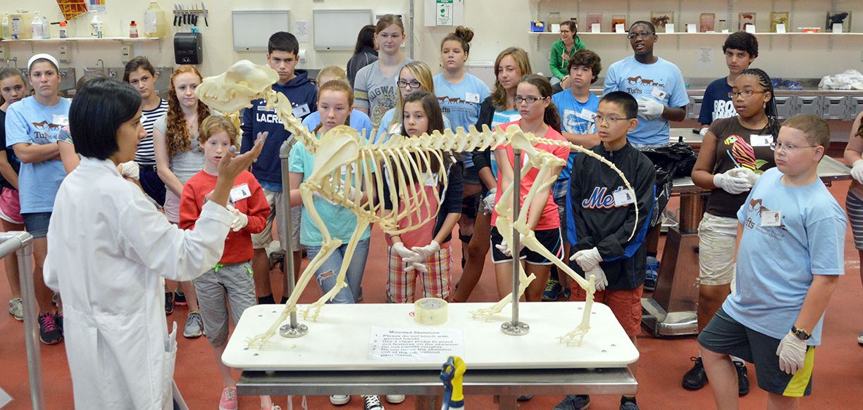 Summer Program Tufts University Adventures in Veterinary Medicine